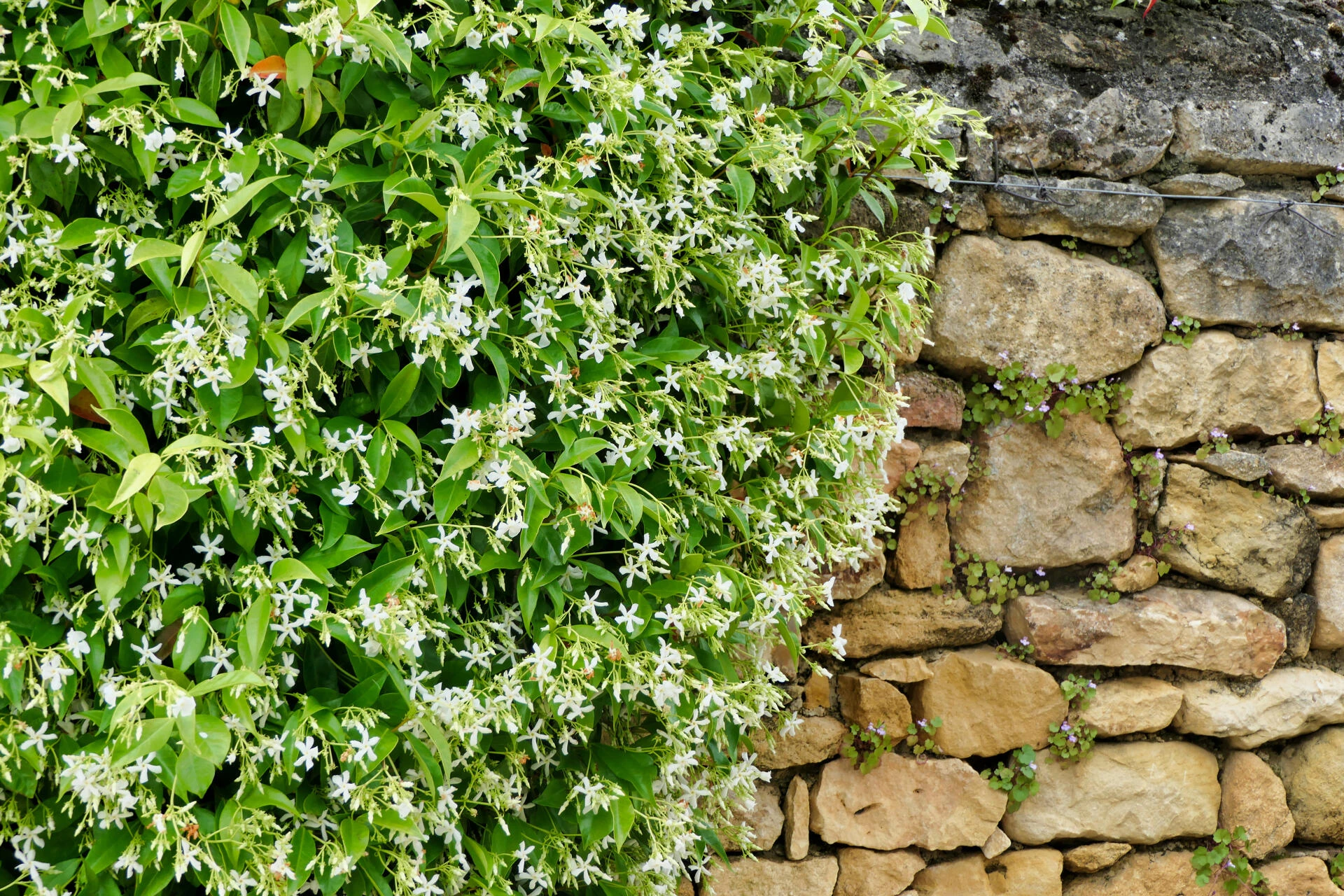 TRACHELOSPERMUM jasminoïdes
