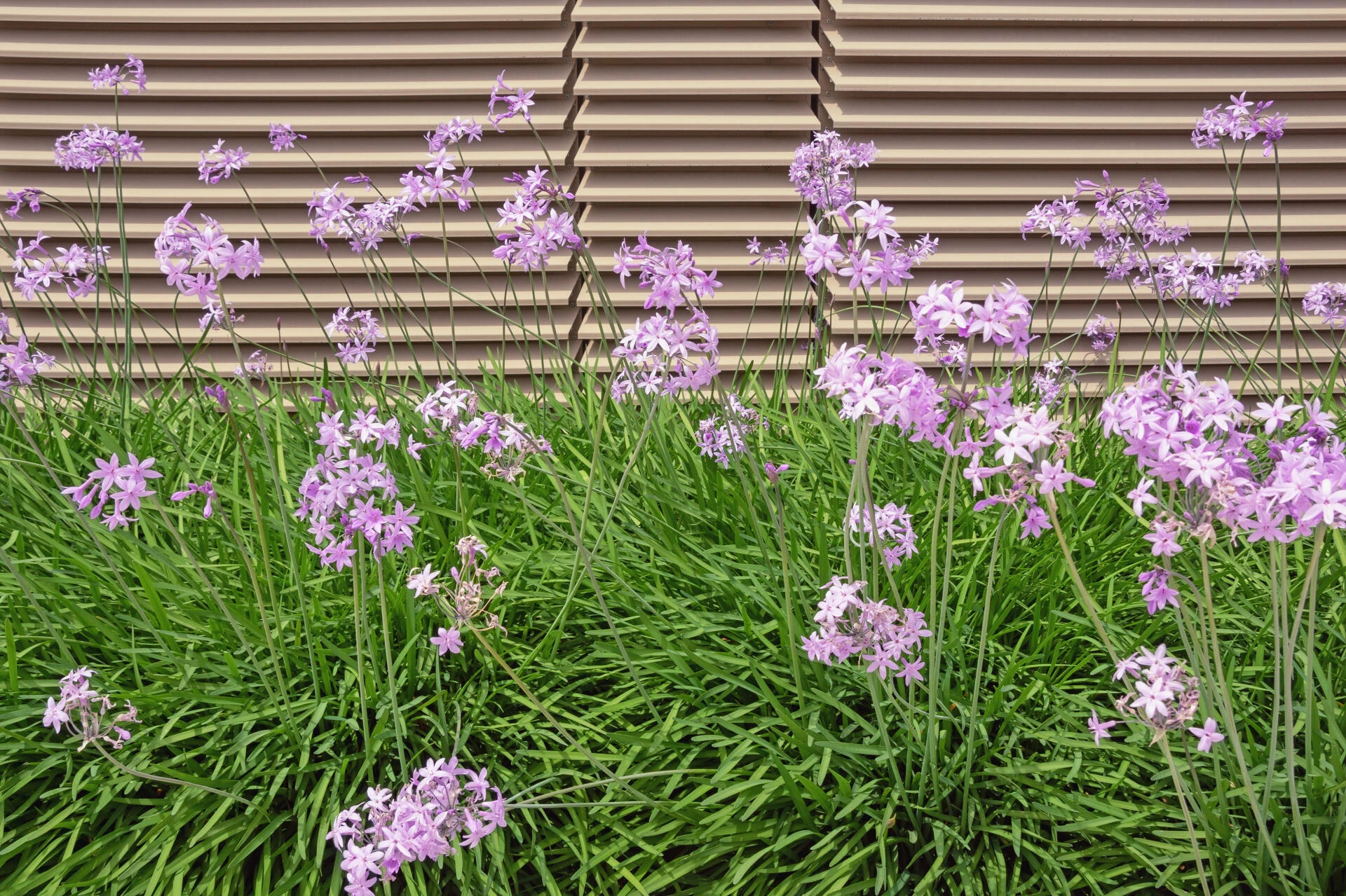 TULBAGHIA violacea
