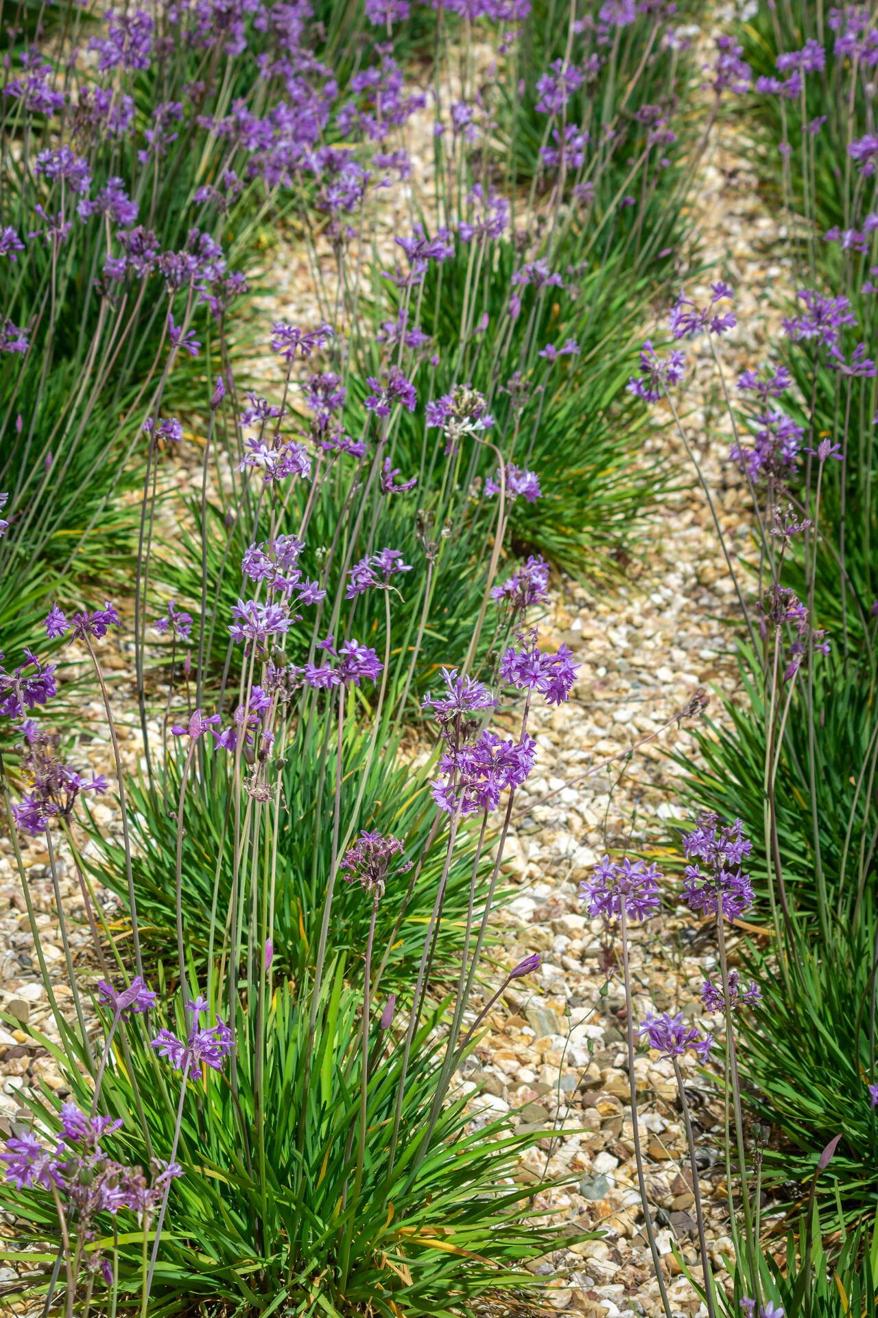 TULBAGHIA violacea