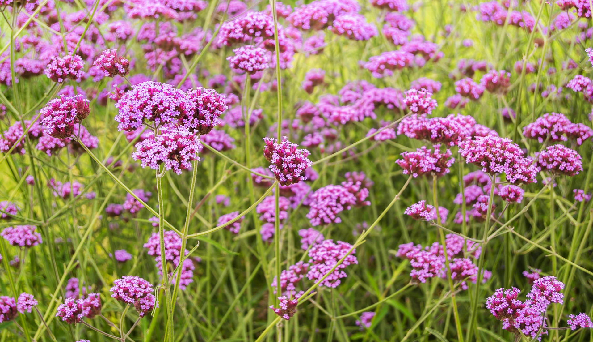 VERBENA bonariensis