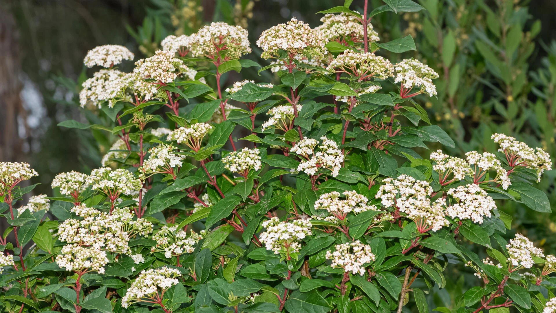 VIBURNUM tinus