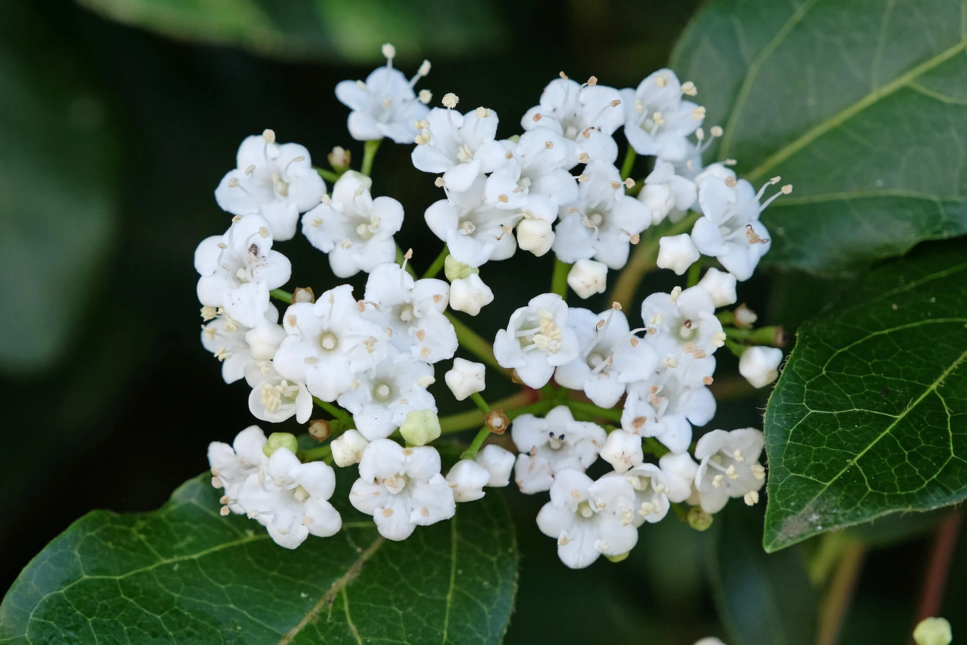 VIBURNUM tinus