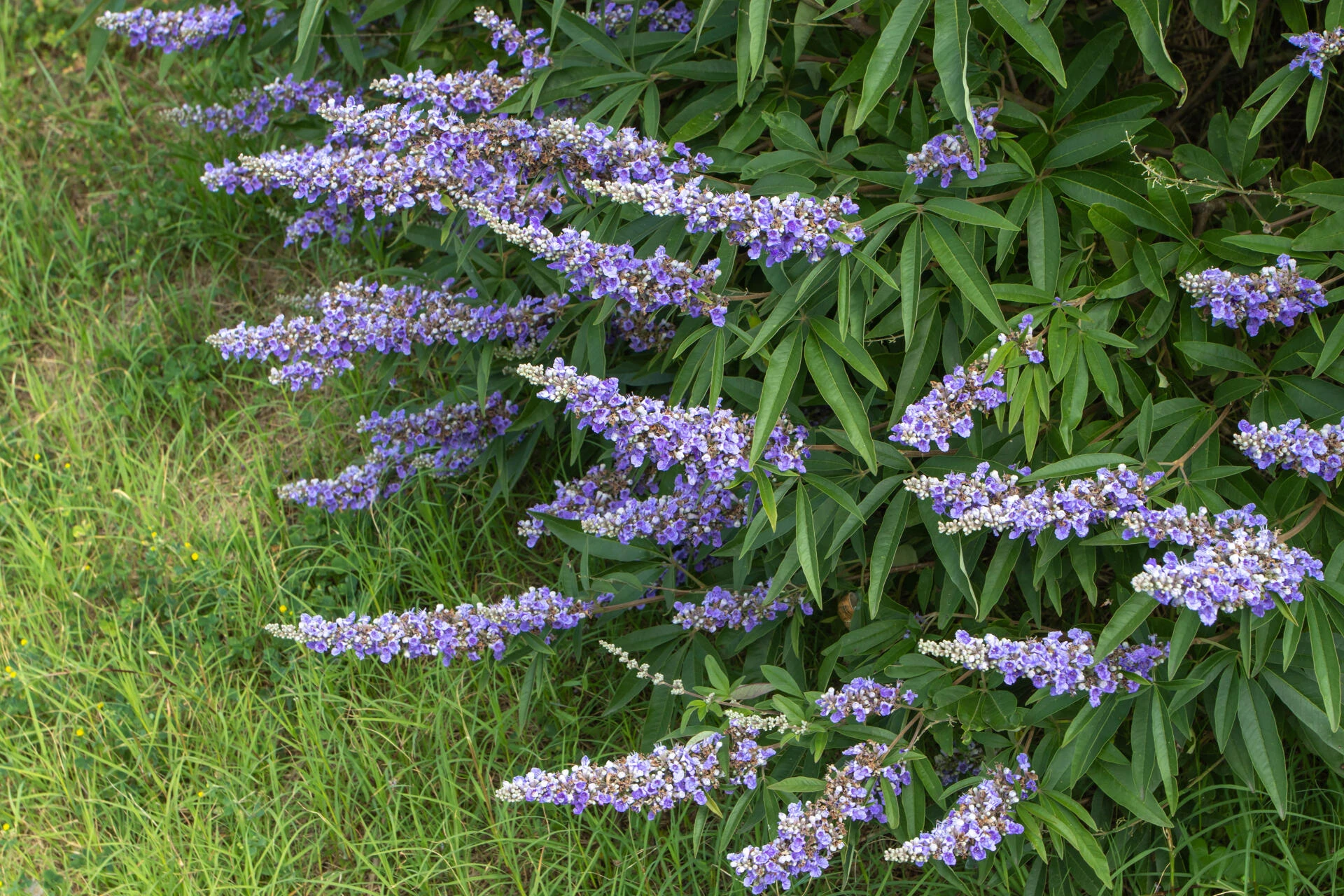VITEX agnus-castus ‘Latifolia’