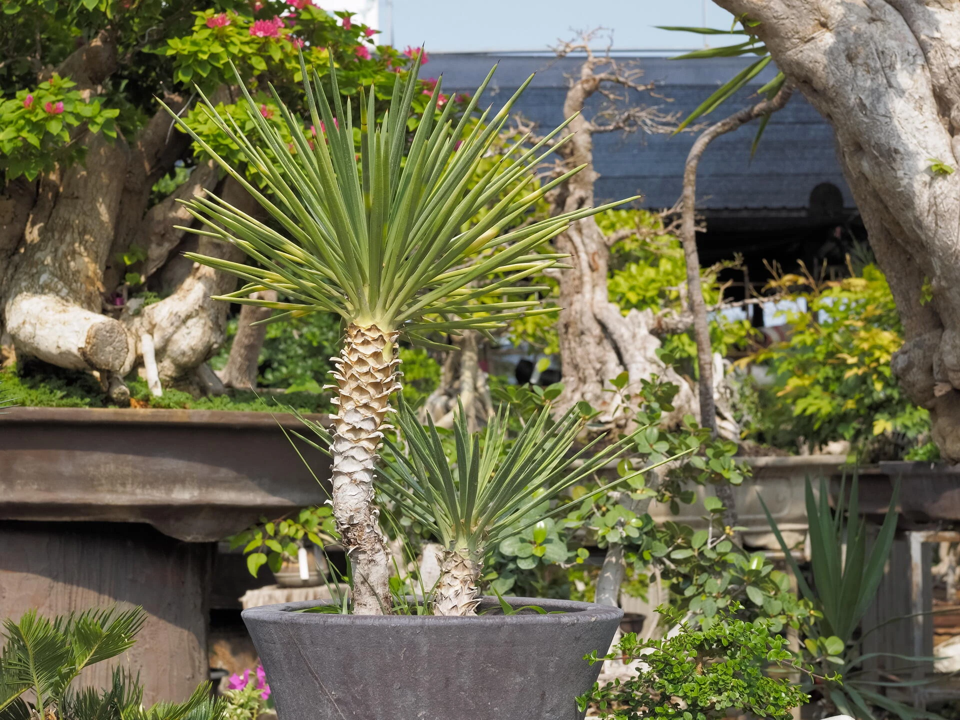 YUCCA aloifolia
