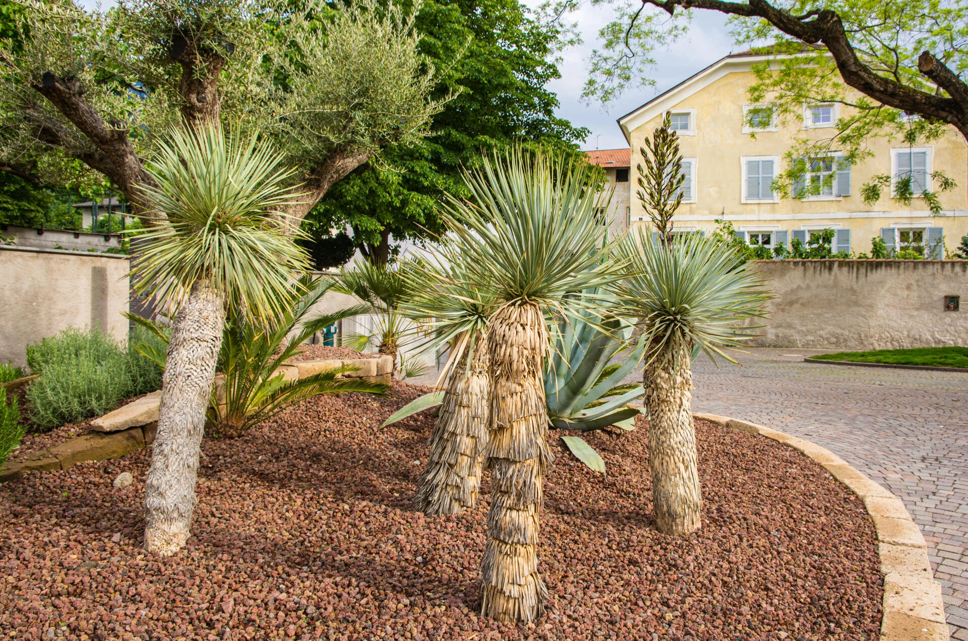 YUCCA rostrata ‘Blue Swan’