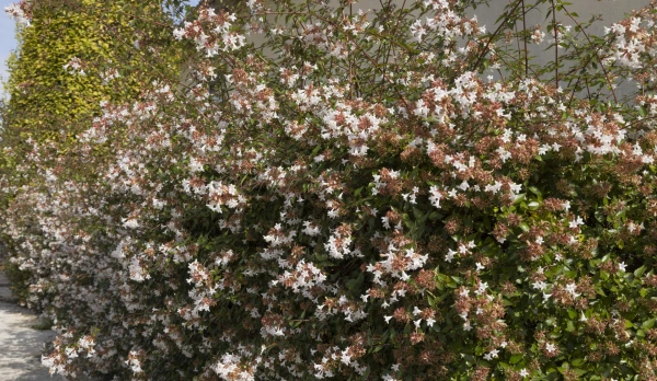 ABELIA x grandiflora