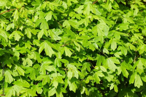 ACER campestre