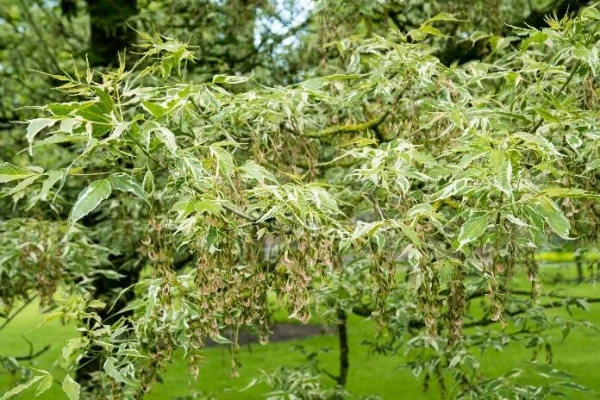 ACER negundo