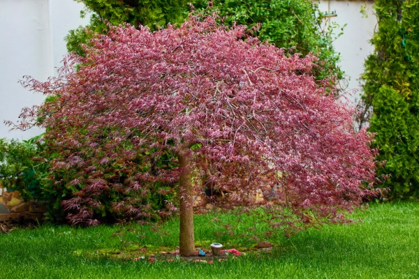 ACER palmatum