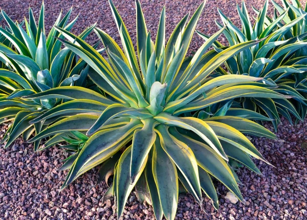 AGAVE americana