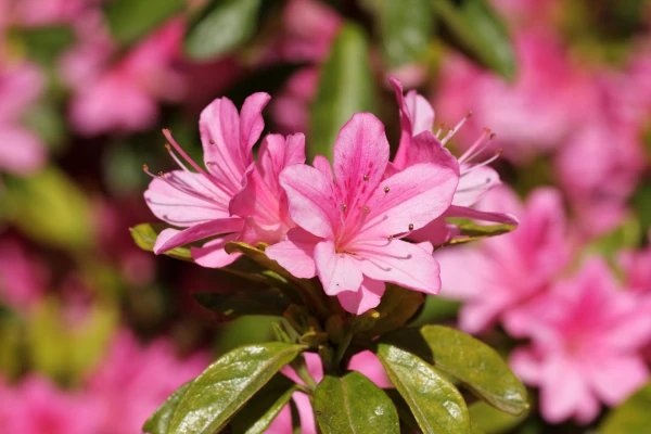 AZALEA japonica