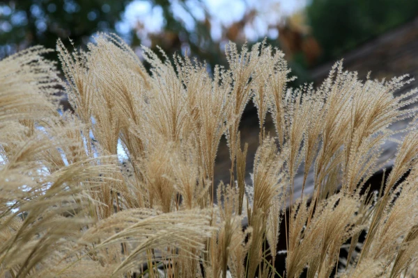 CALAMAGROSTIS acutiflora ‘Karl Foerster’