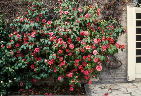 CAMELLIA japonica