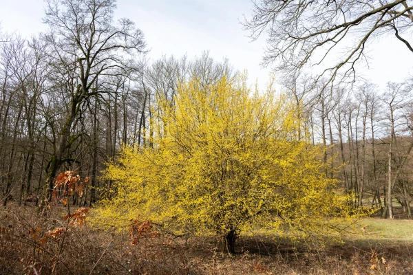 CARPINUS betulus