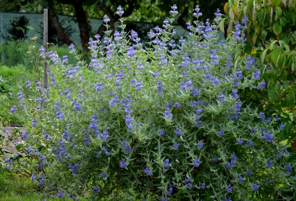 CARYOPTERIS clandonensis