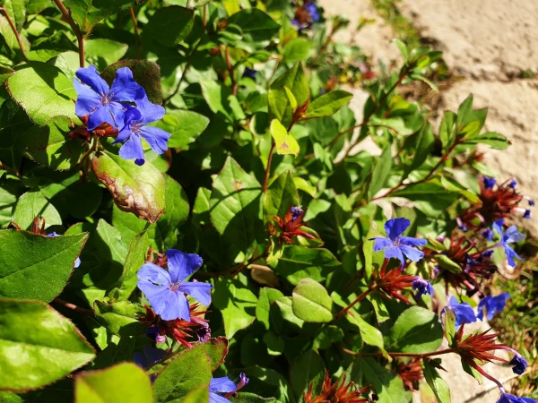 CERATOSTIGMA willmottianum