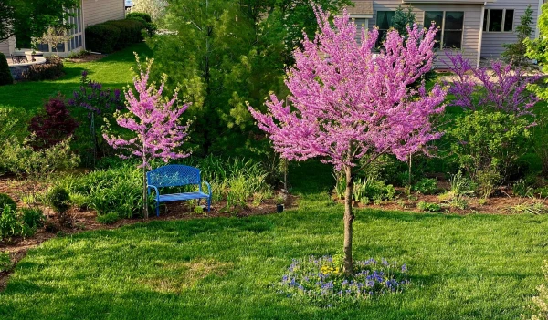 cercis canadensis