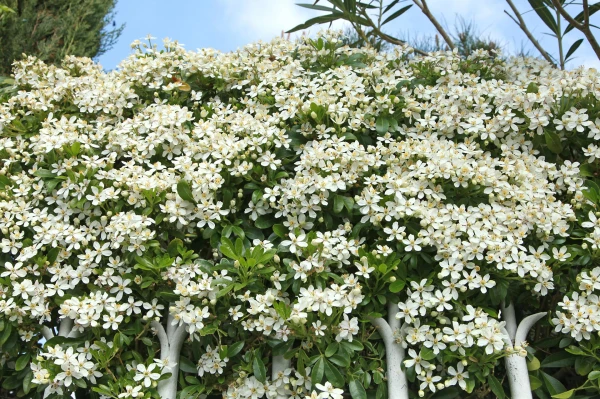 CHOISYA ternata