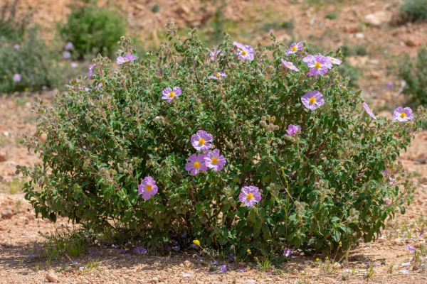 CISTUS albidus