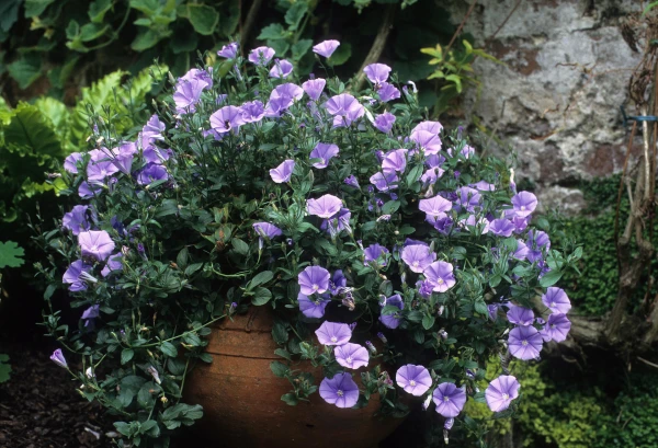 CONVOLVULUS sabatius
