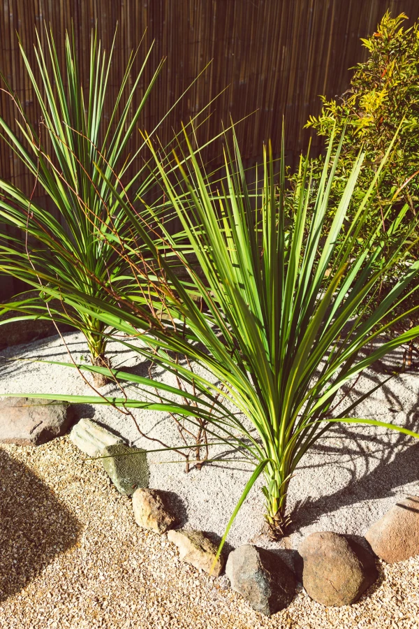 CORDYLINE australis