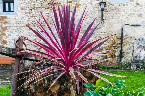 CORDYLINE red star