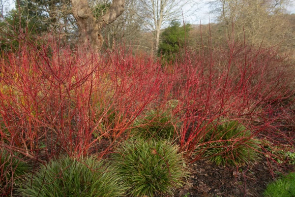 CORNUS sanguinea