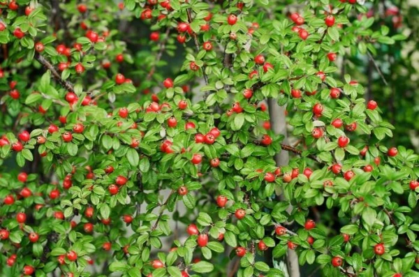 COTONEASTER franchetti
