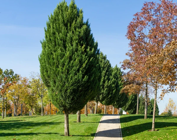 CUPRESSUS sempervirens