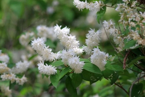 DEUTZIA x magnifica