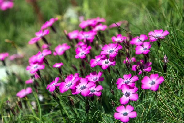 DIANTHUS alpinus