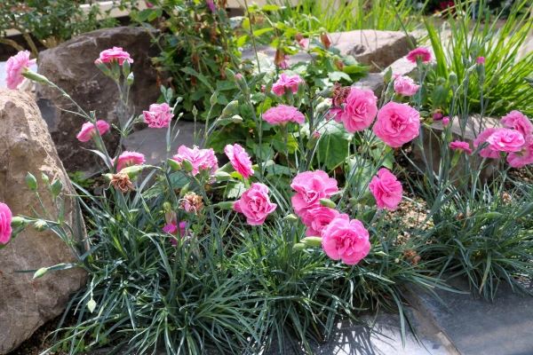 DIANTHUS caryophyllus 