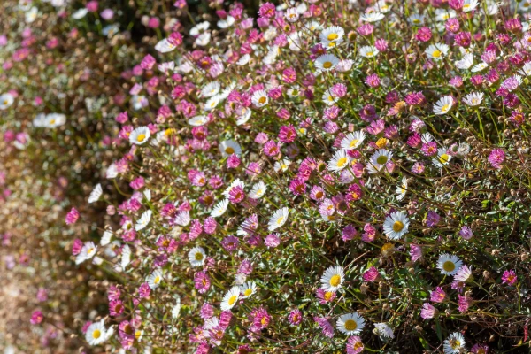 ERIGERON karvinskianus