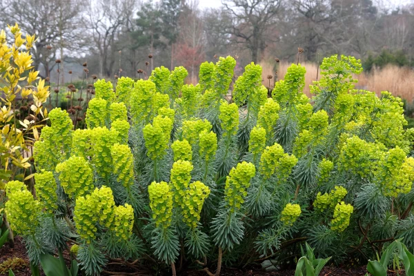 EUPHORBIA characias