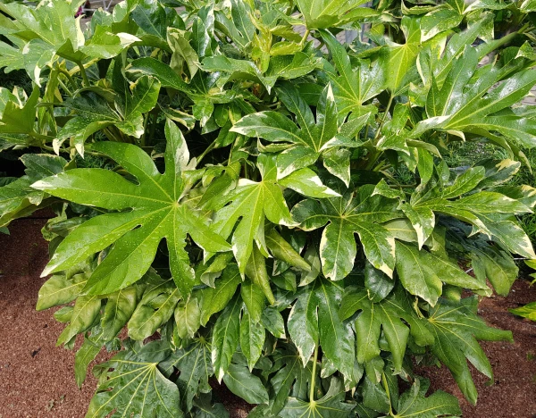 FATSIA japonica