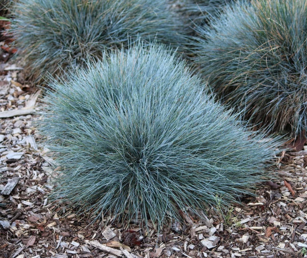FESTUCA glauca ‘Elijah Blue’