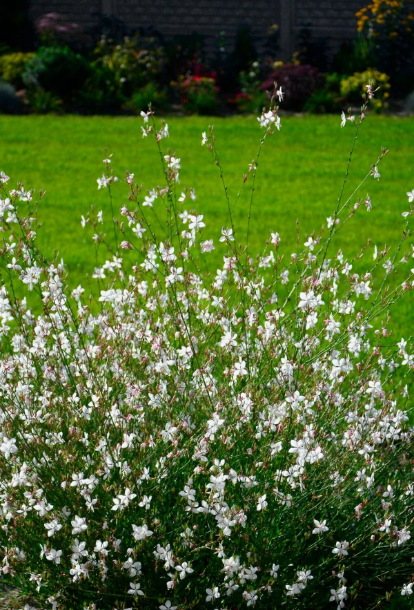 GAURA ‘Hot Lips’