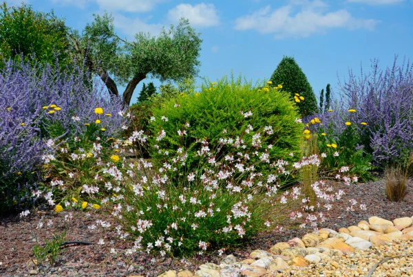 GAURA  lindheimeri
