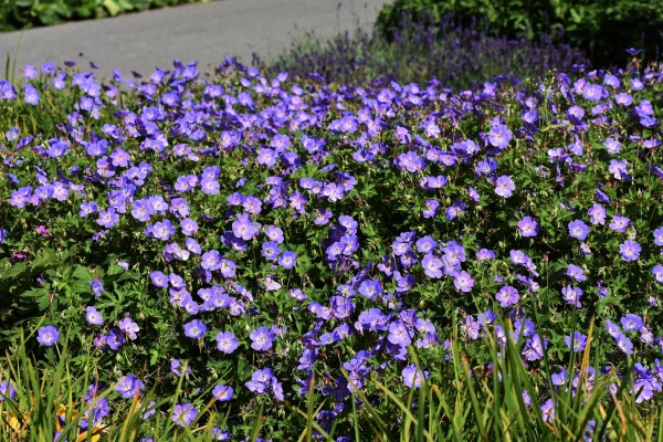 GERANIUM ‘Rozanne’