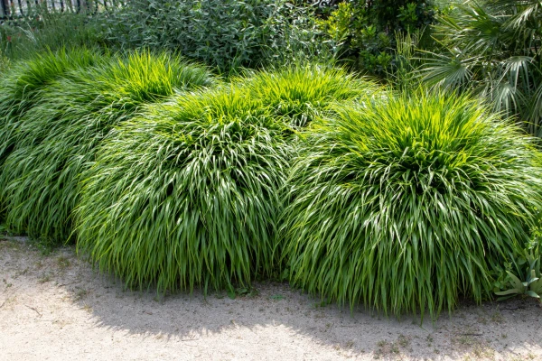 HAKONECHLOA macra