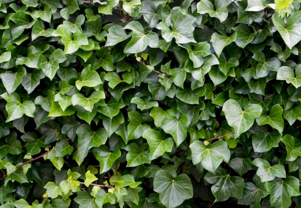 HEDERA helix