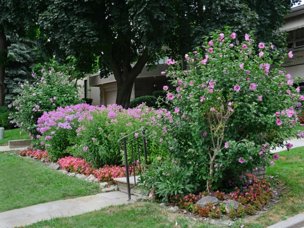 HIBISCUS syriacus