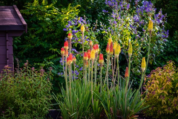 KNIPHOFIA ‘Alcazar