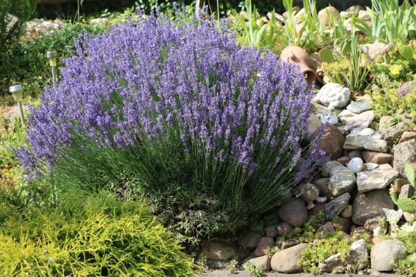 LAVANDULA angustifolia