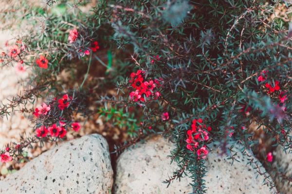 LEPTOSPERMUM scoparium