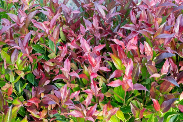 Leucothoe Fontanesiana