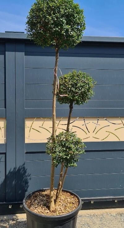 Ligustrum delavayanum '3 boules'