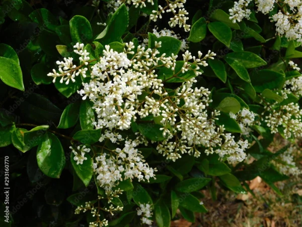 LIGUSTRUM japonicum  ‘Texanum’