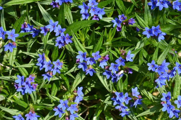 LITHODORA diffusa ‘Heavenly Blue