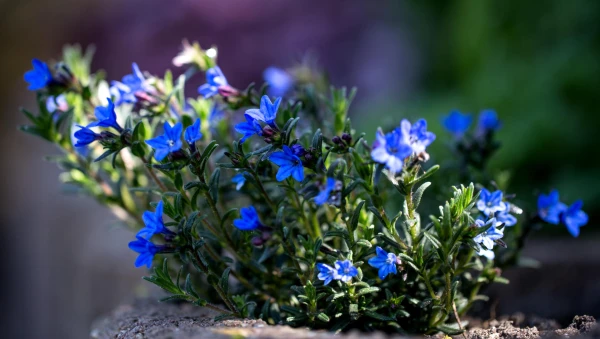 LITHODORA diffusa ‘Heavenly Blue